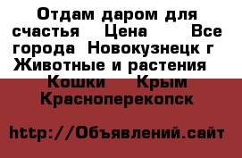 Отдам даром для счастья. › Цена ­ 1 - Все города, Новокузнецк г. Животные и растения » Кошки   . Крым,Красноперекопск